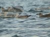 Caspian Gull at Paglesham Lagoon (Steve Arlow) (145182 bytes)